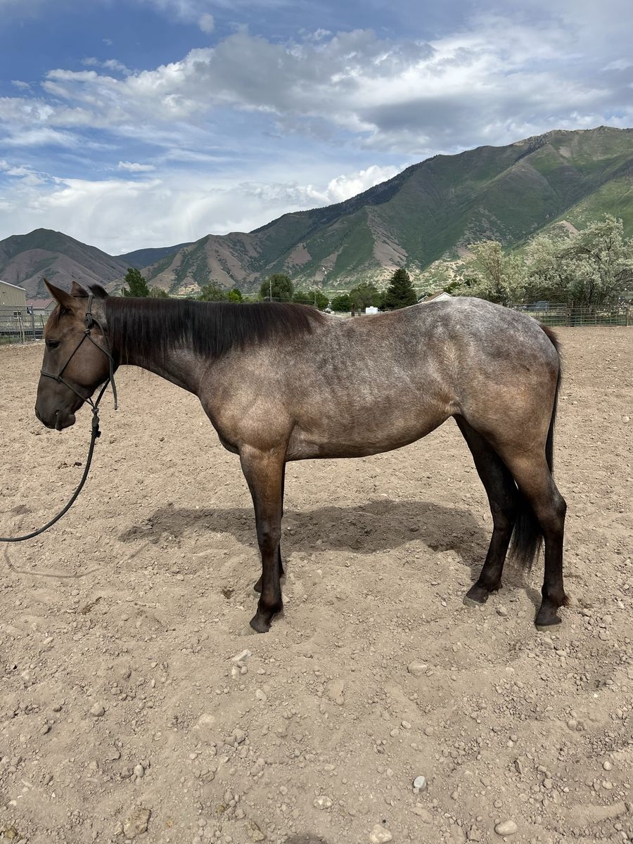 2024 AQHA Filly