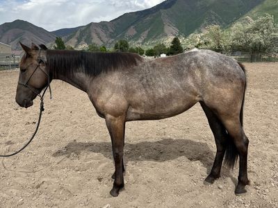 2024 AQHA Filly