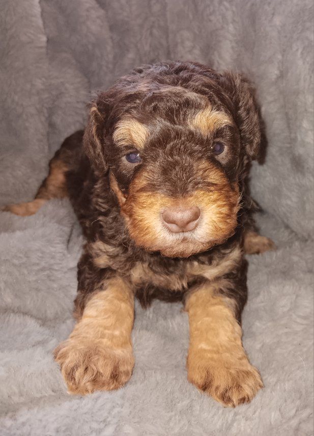 Miniature Schnauzer female # 1