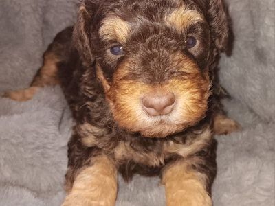 Miniature Schnauzer female # 1