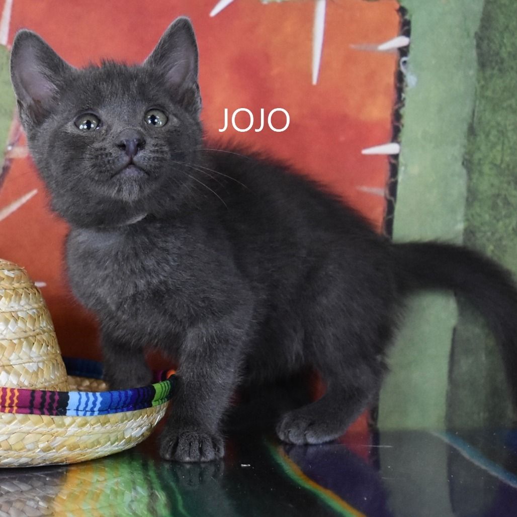 Hello my name is Jojo