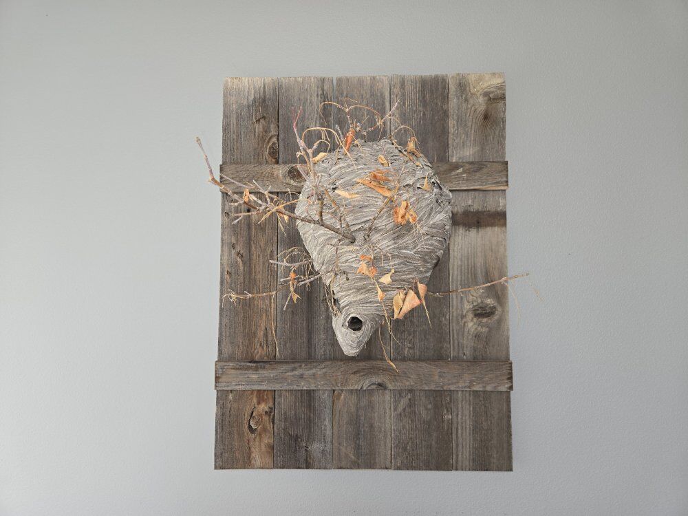 Huge Hornet Paper Nest