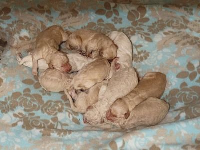 Goldendoodle puppies
