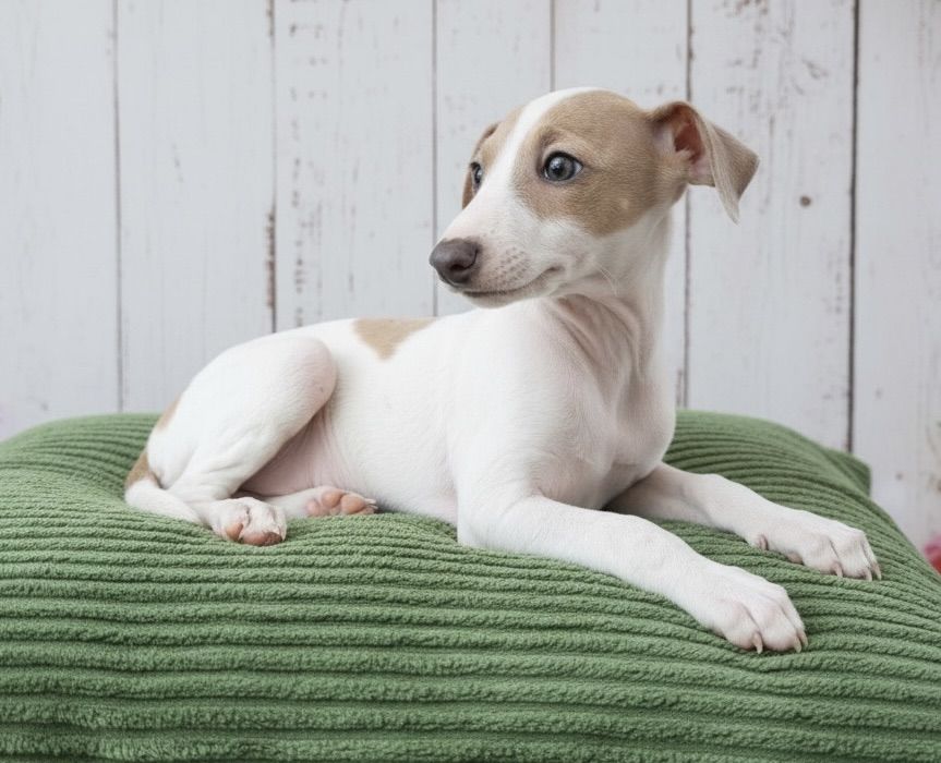 Italian Greyhound Puppies GOING FAST!! IGGIES