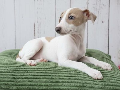 Italian Greyhound Puppies GOING FAST!! IGGIES