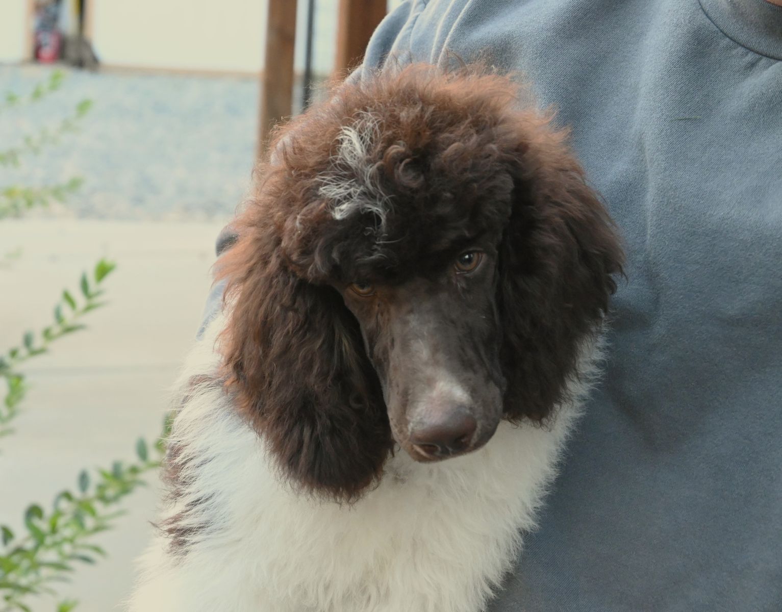 Fritz  Male AKC Standard Poodle