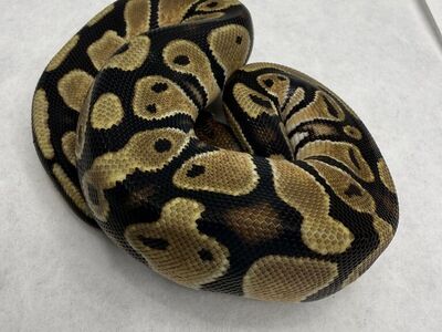 Orange Dream Red Stripe Het Pied