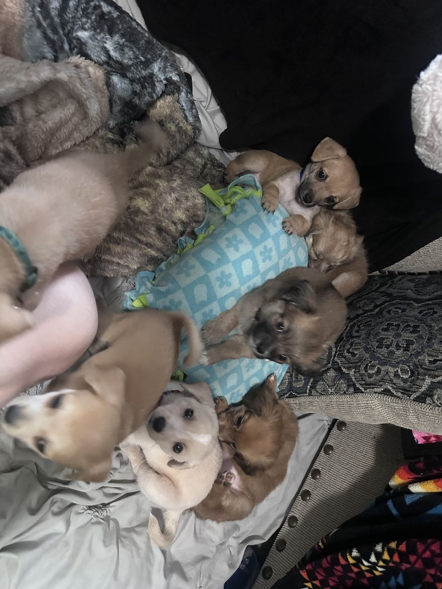 6 chihuahua King Charles spaniel puppy’s for sale