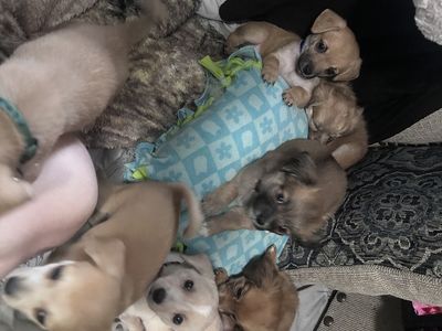6 chihuahua King Charles spaniel puppy’s for sale