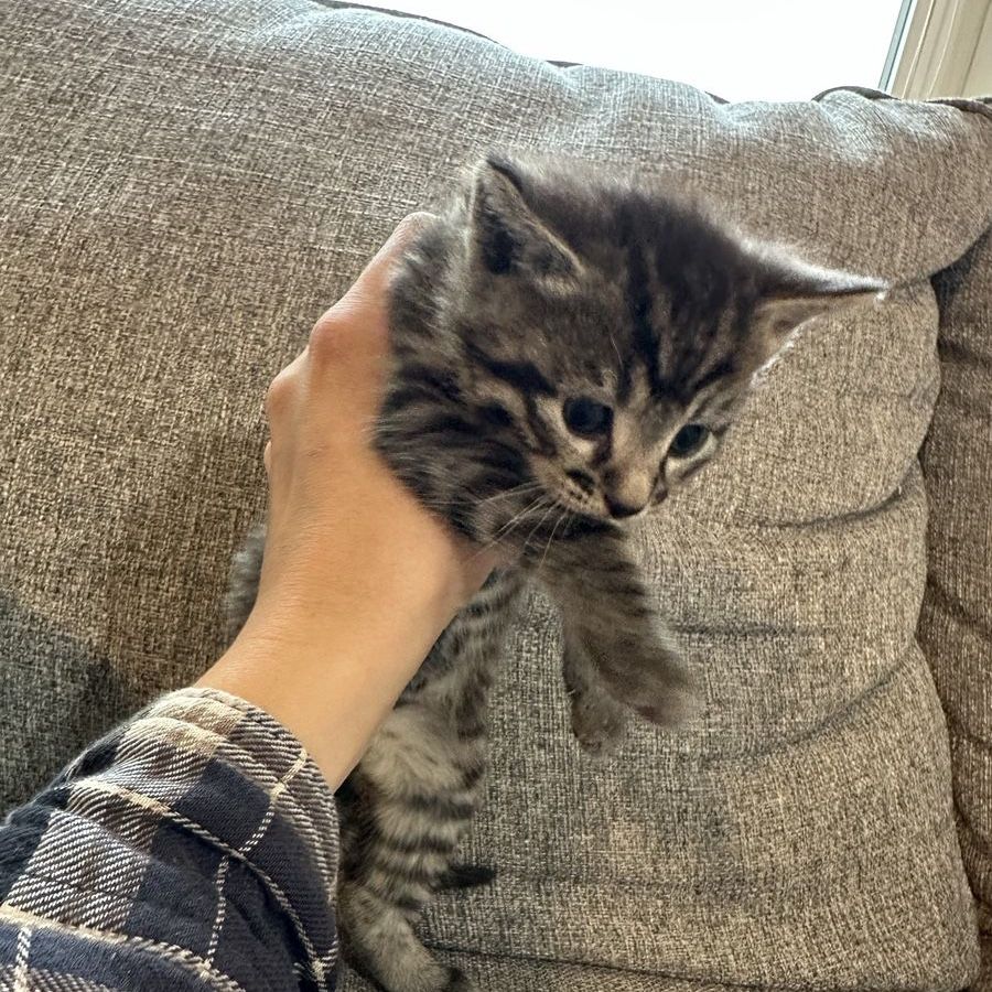 5 week old kittens! -only 1 left
