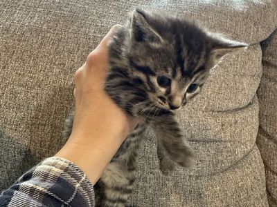 5 week old kittens! -only 1 left