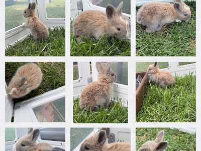 Fully Pedigreed 3 Week Old VM Blue & Lilac English Angora Rabbits