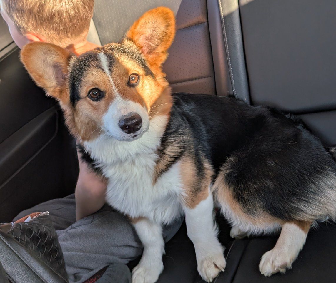 Male Pembroke Welsh Corgi