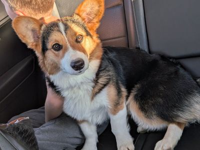 Male Pembroke Welsh Corgi