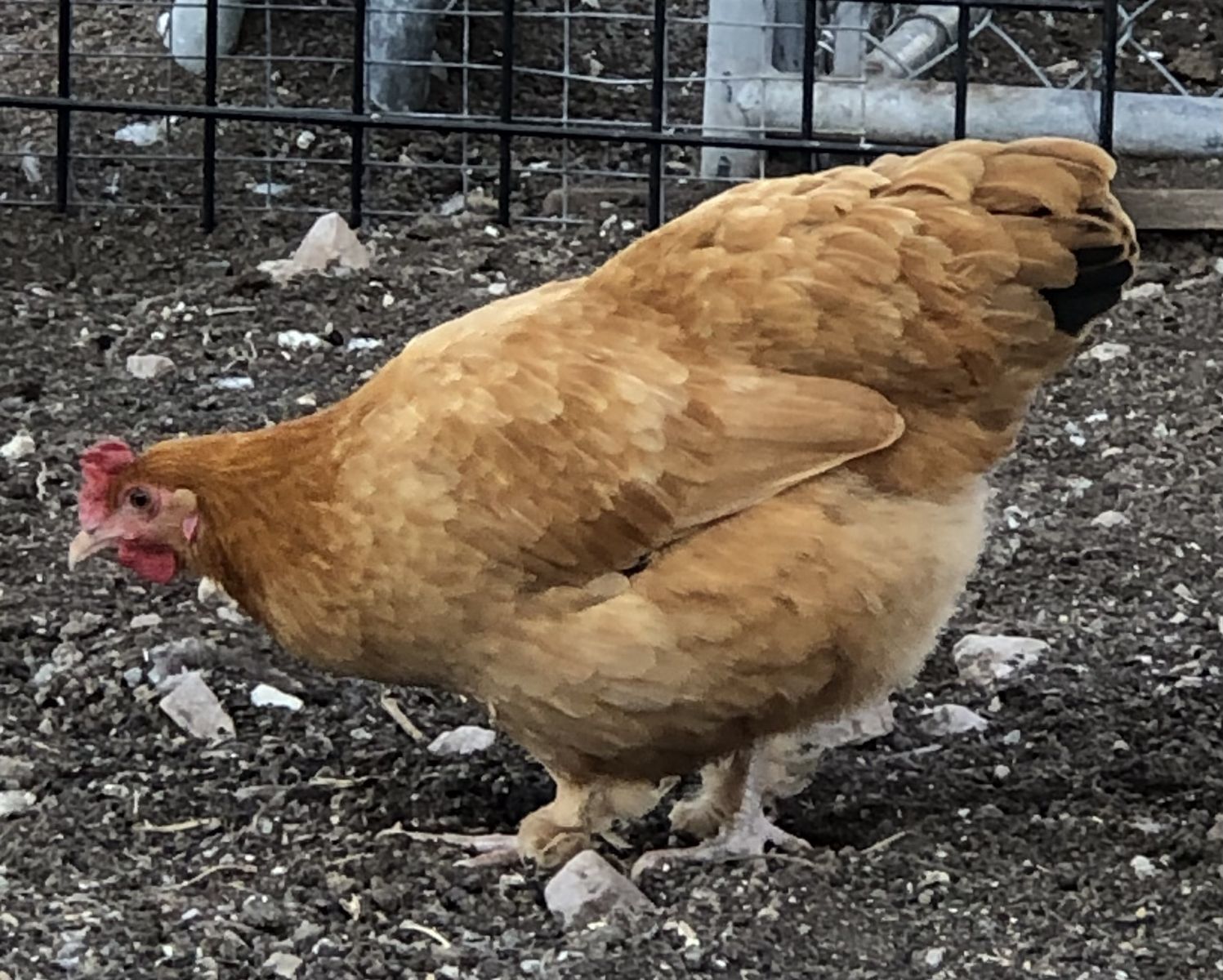 Young pullets