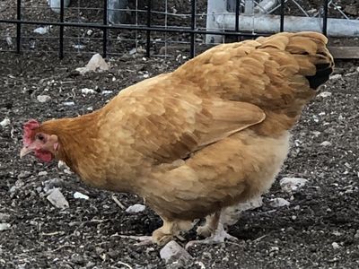 Young pullets