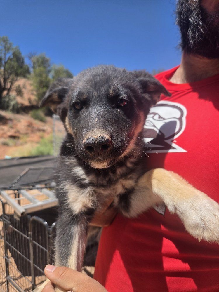 German shepherd/ Husky pups