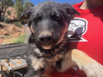 German shepherd/ Husky pups