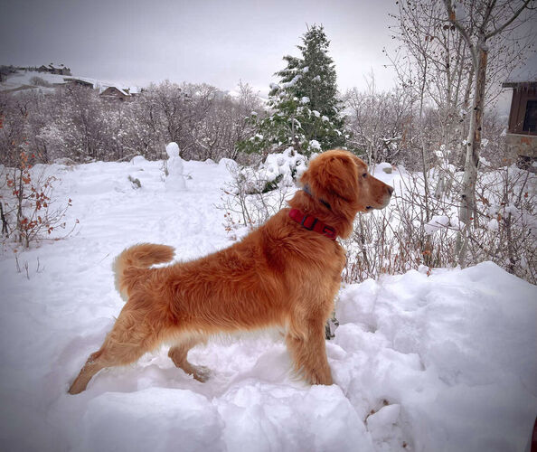 AKC Golden Retriever *Stud Service Only*