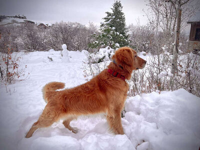 AKC Golden Retriever *Stud Service Only*