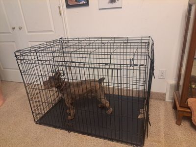 Large Black Metal Dog Crate with Tray - Used Pet Kennel for Medium to Large Dogs