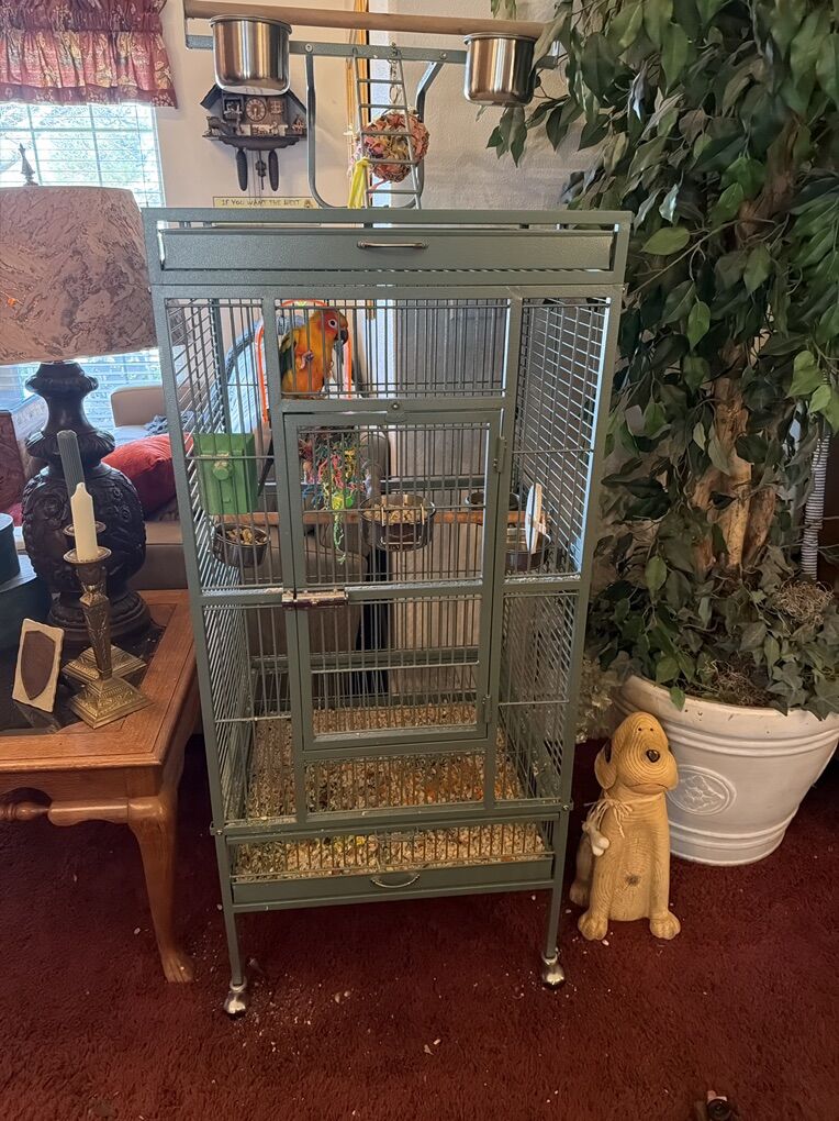 Female Sun Conure Parrot