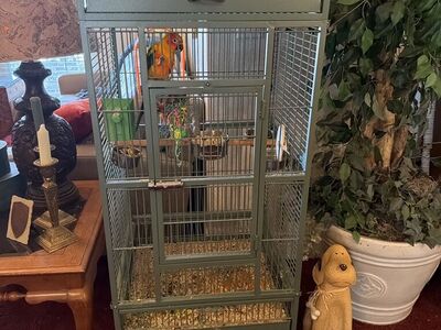 Female Sun Conure Parrot