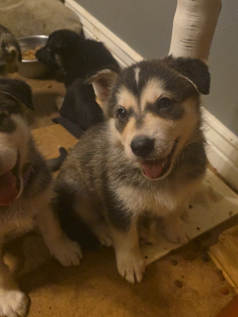 Adorable Alaskan Malamute/Husky Mix Puppies - Ready for Their Forever Homes!