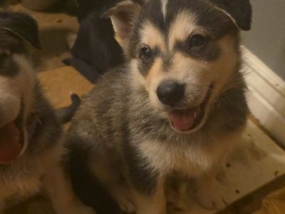 Adorable Alaskan Malamute/Husky Mix Puppies - Ready for Their Forever Homes!