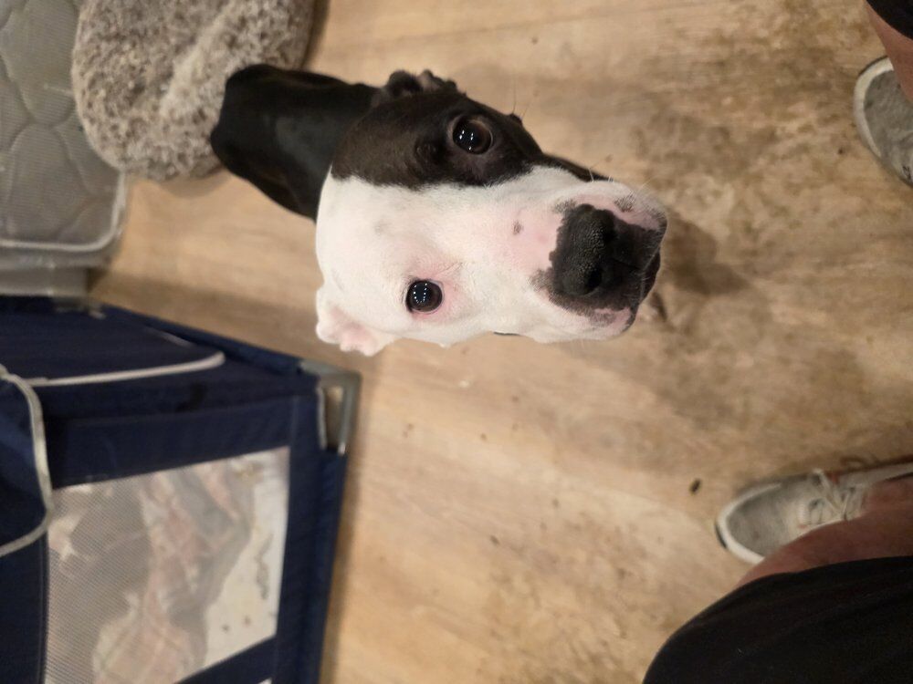 5 Blue Nose & Miniture Duschound Puppies