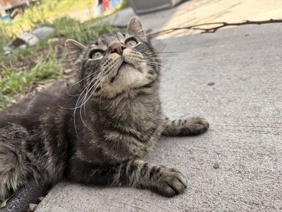 cats for sale
