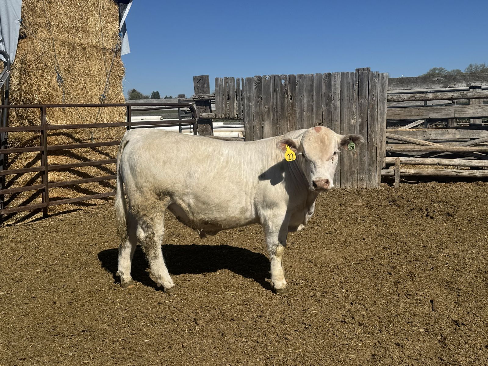 Yearling Charolais Bulls