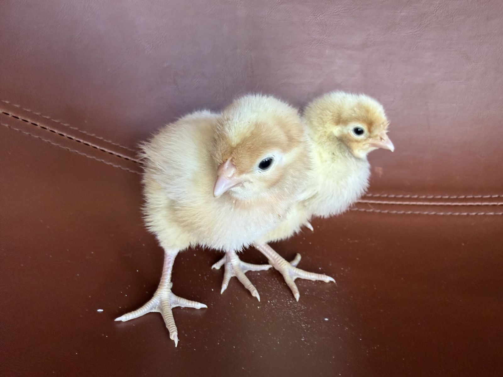 2 opal legbars pullet chicks