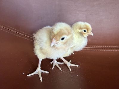 2 opal legbars pullet chicks