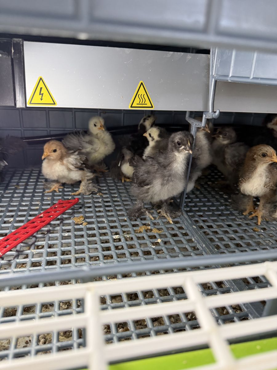 Bantam Cochin Chicks