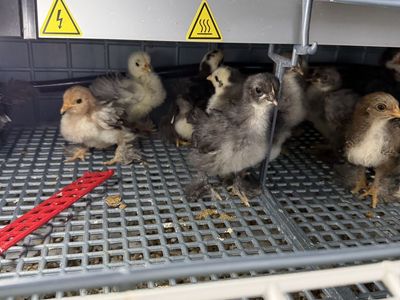 Bantam Cochin Chicks