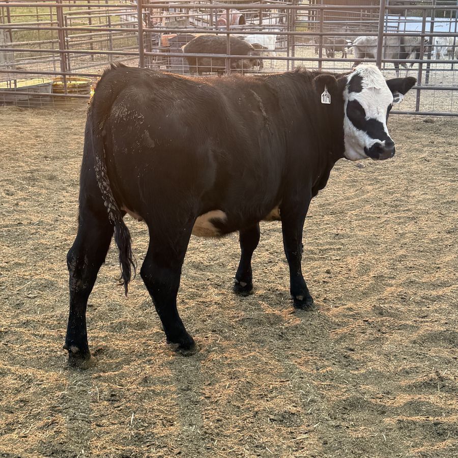 Black Baldy heifer
