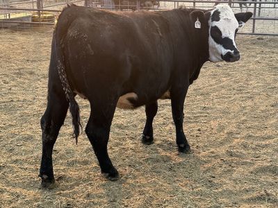 Black Baldy heifer
