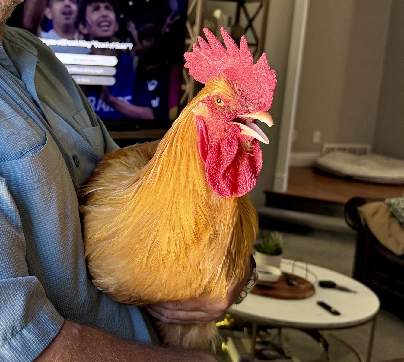 Beautiful Buff Orpington Rooster