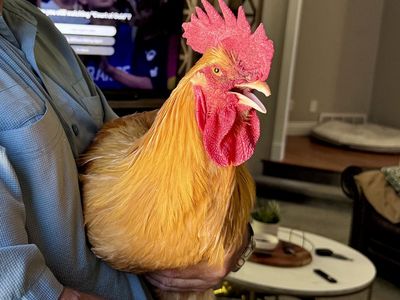 Beautiful Buff Orpington Rooster