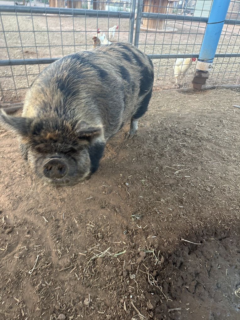 Female Kune Kune Sow