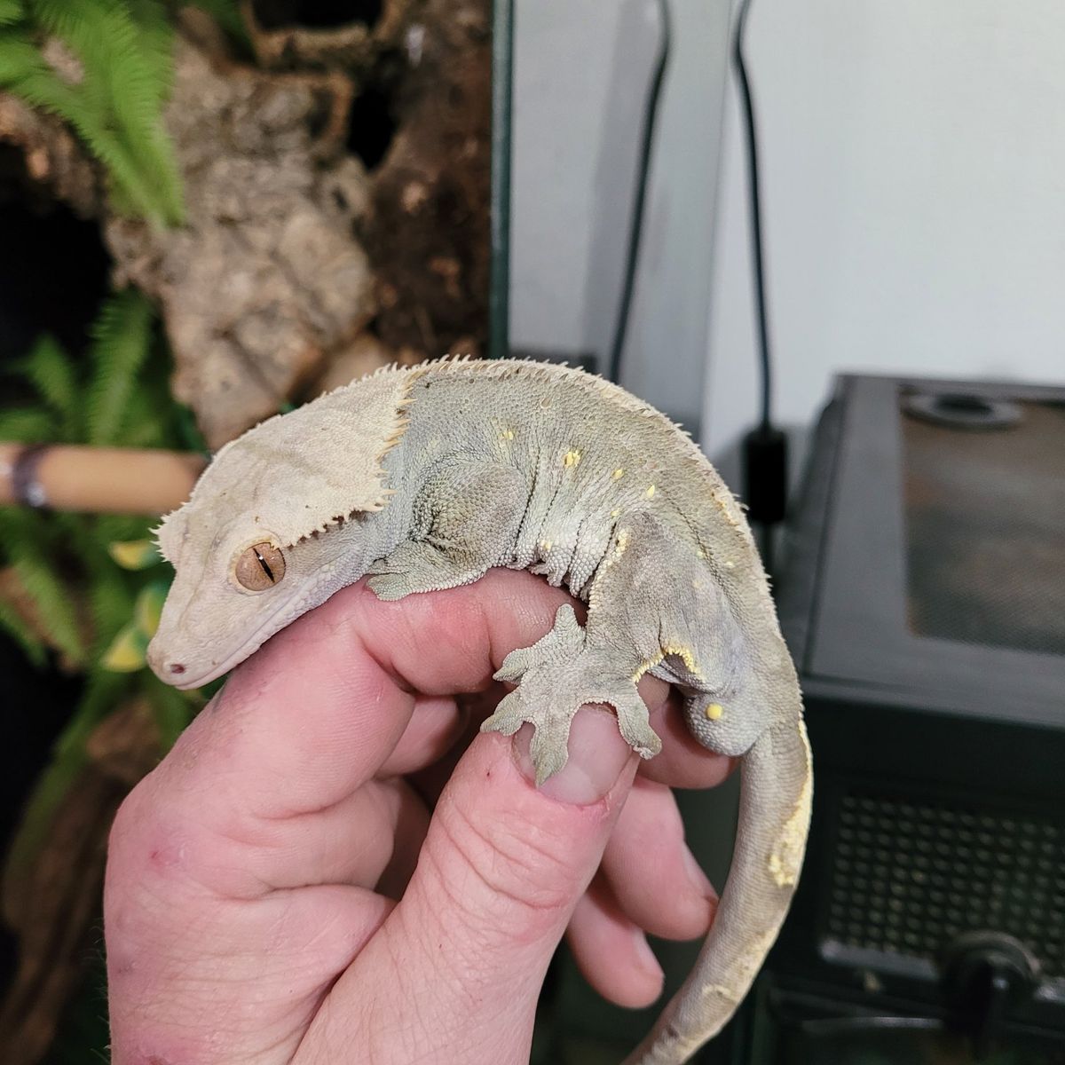 male crested gecko