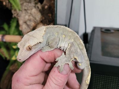 male crested gecko