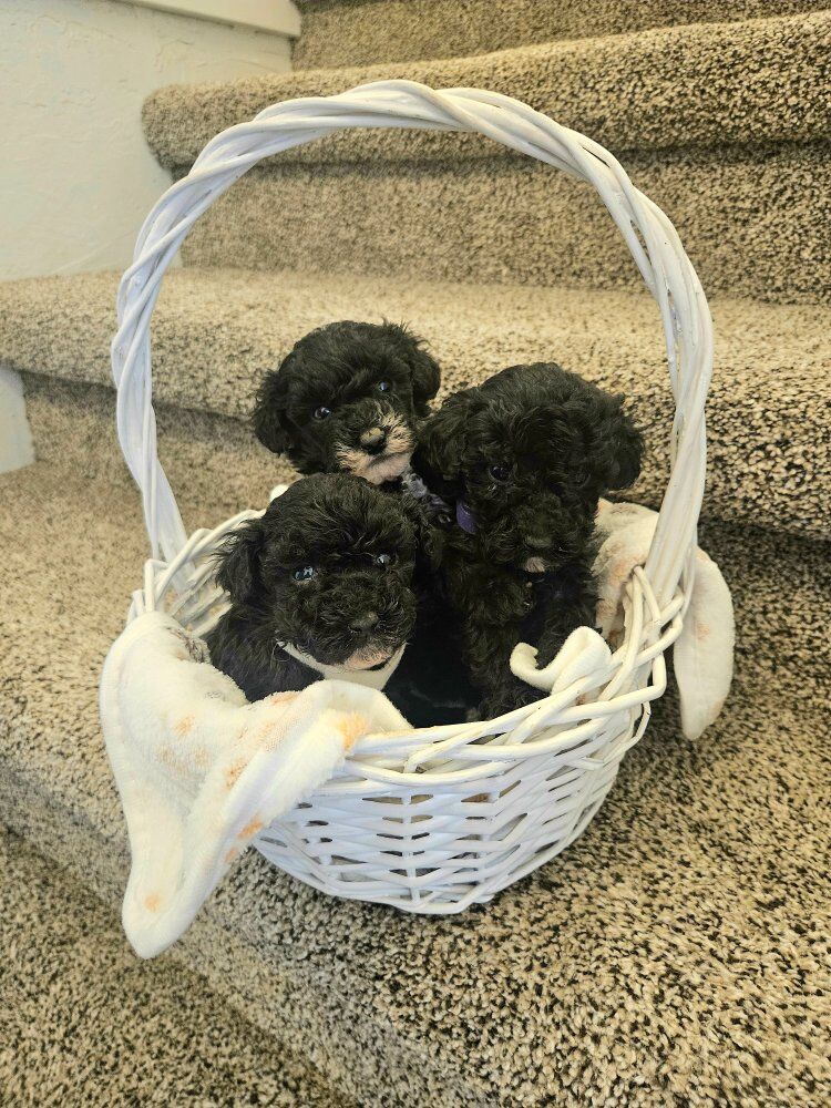 AKC Toy Poodle Puppies Health tested