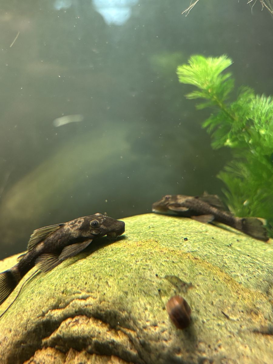 *Cull* Green Dragon Bristlenose Pleco