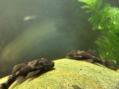 *Cull* Green Dragon Bristlenose Pleco