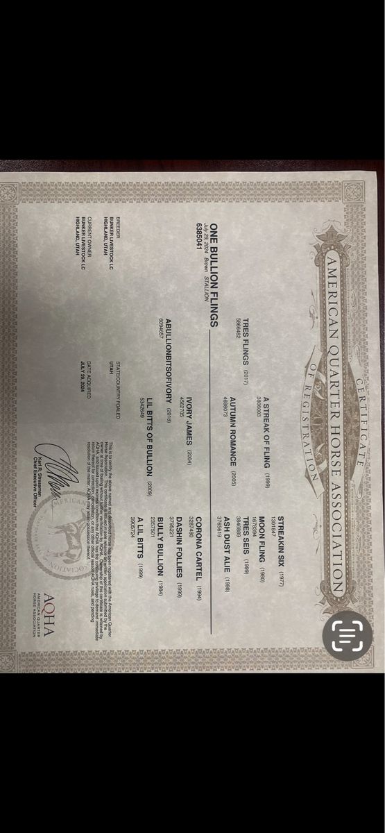 AQHA Registered Brown gelding  - One Bullion Flings (2024)