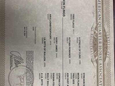 AQHA Registered Brown gelding - One Bullion Flings (2024)