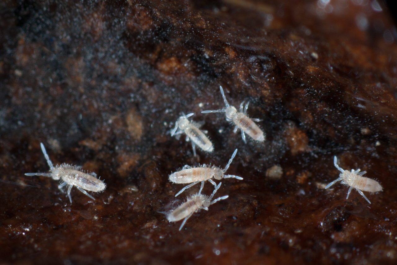 Springtails