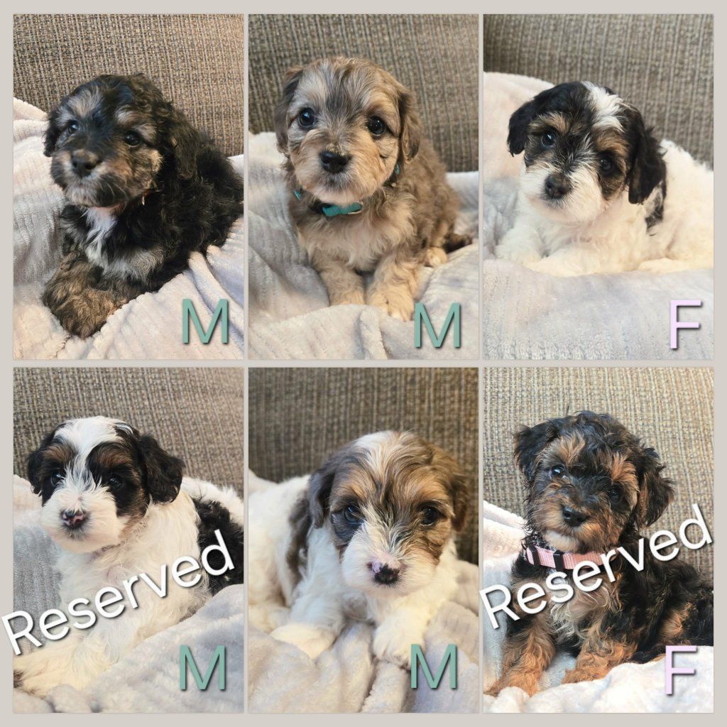 Micro Bernedoodle Cavapoo Puppies